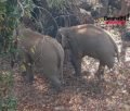 shahdol elephants
