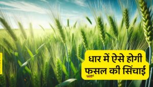 माही बांध के जलस्तर में प्रचुरता है ऐसे में रबी की फसल से उम्मीदें बढ़ गई हैं। Deshgaonnews